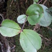 Medinilla maculata Gardner